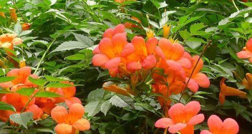 凌霄花的花语（揭开凌霄花的神秘面纱）