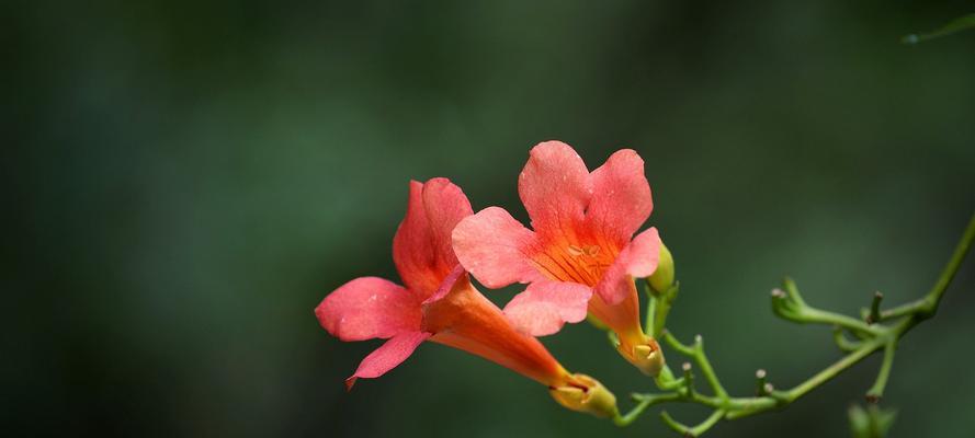 凌霄花花语与其寓意（探寻凌霄花背后的花语意义）