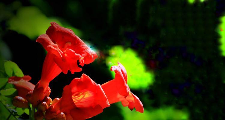 凌霄花的花语与寓意（探索凌霄花的浪漫情感与内涵）