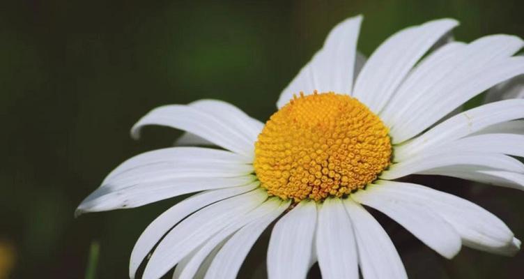 玛格丽特花语的深意与传承（探寻玛格丽特花语的源起及其不同解读）