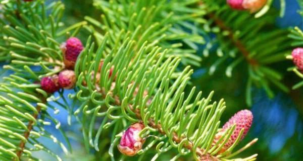 秋海棠——裸子植物之一（探秘裸子植物——秋海棠的生态特征和应用价值）