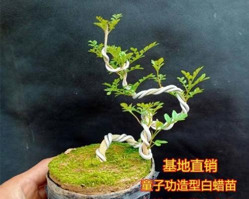 白蜡树风水的神秘力量（解密白蜡树的风水寓意与作用）