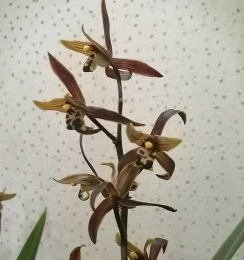 墨兰花语——传递爱和祝福的花朵之语（探寻墨兰花语的内涵及象征意义）
