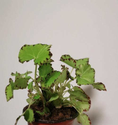 以迎春花代表欢迎回家（迎春花的花语和象征意义）