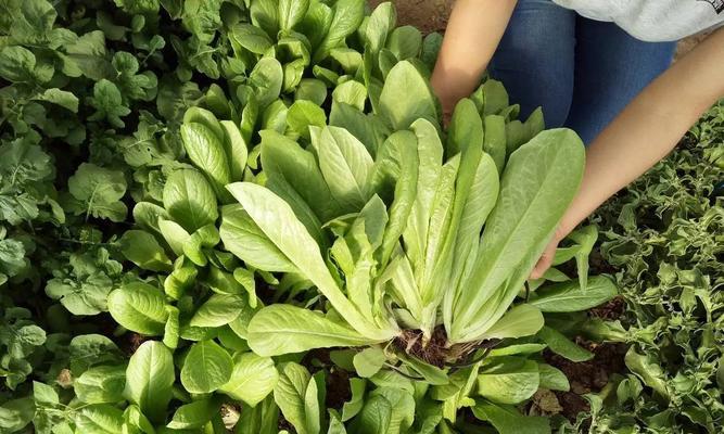 夏季菜园攻略，让你的菜园不再荒芜（夏季菜园攻略）