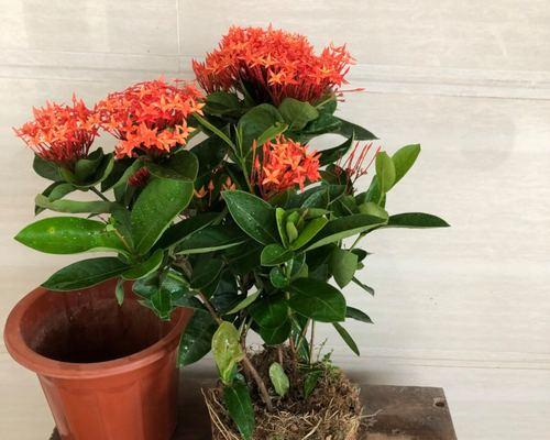 龙船花室内还是室外更适合（阳光、温度、湿度成为影响因素）
