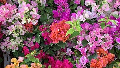 三角梅的花期——令人叹为观止的盛宴（探寻三角梅的生长特点和品种分类）