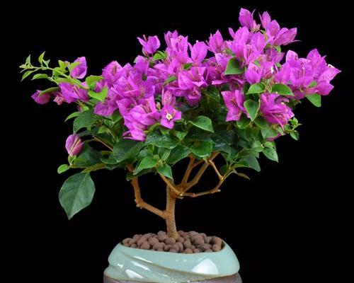 家庭种植三角梅花养护全攻略（了解三角梅花的特点与习性）