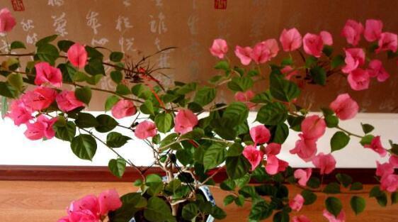 家庭种植三角梅花养护全攻略（了解三角梅花的特点与习性）