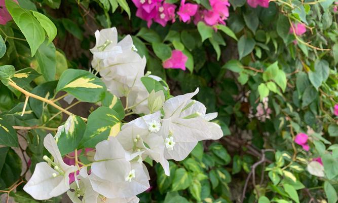 三角梅种植技巧（沙子种植法详解）