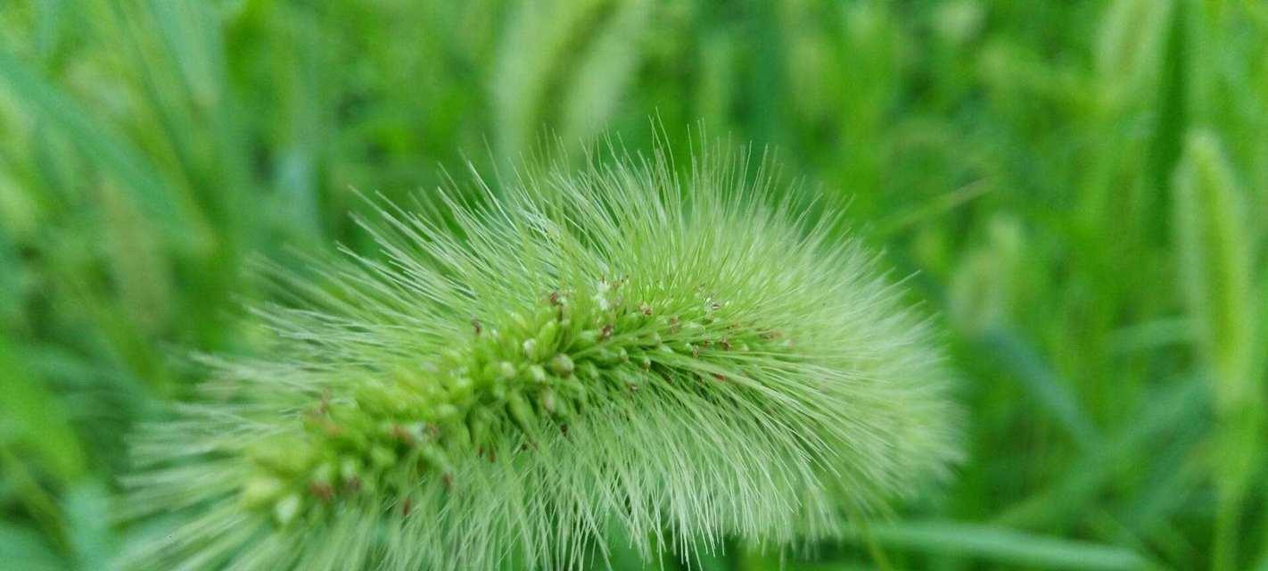 狗尾巴草之美（揭秘狗尾巴草）