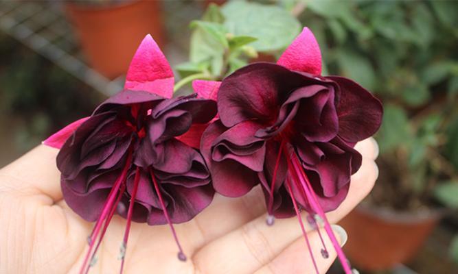金钟花花语解读与赏析（探索金钟花的深层内涵）