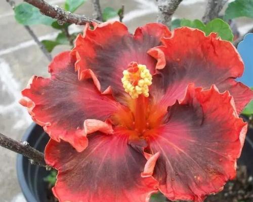 金钟花花语解读与赏析（探索金钟花的深层内涵）