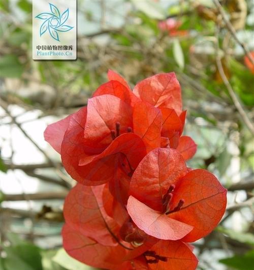 三角梅的花语探秘（传递爱与坚强——三角梅的花语）