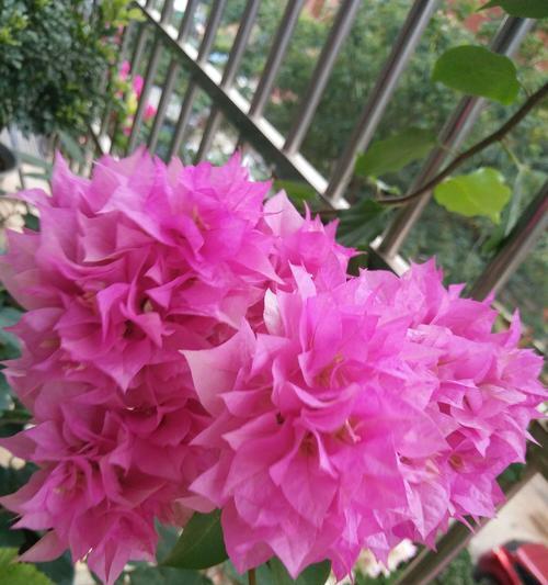 三角梅花语大全——花开寓意如诗如画（探秘三角梅花语）