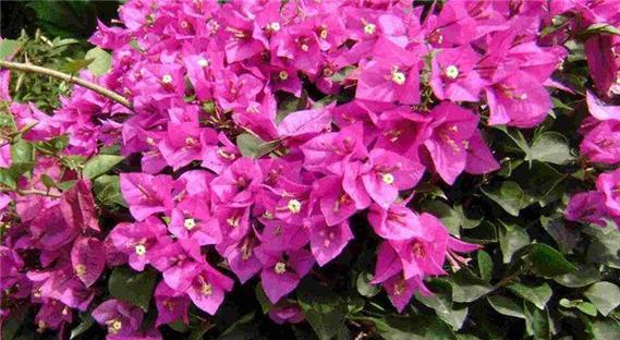 三角梅花语大全——花开寓意如诗如画（探秘三角梅花语）