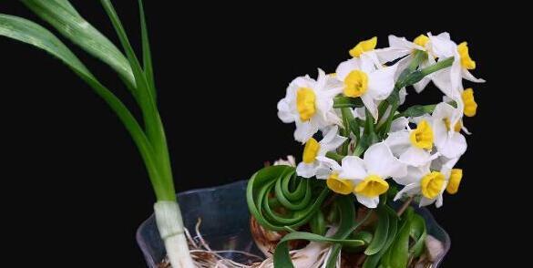 水仙花的意义与象征（浪漫花卉中的品质与含义）