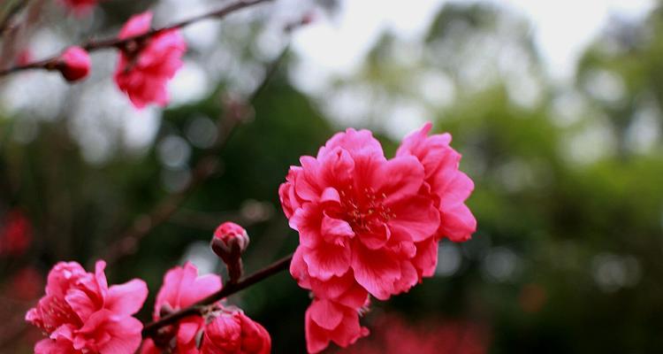 桃花的花语与传说（桃花如诗如画桃源仙境的神奇之谜）