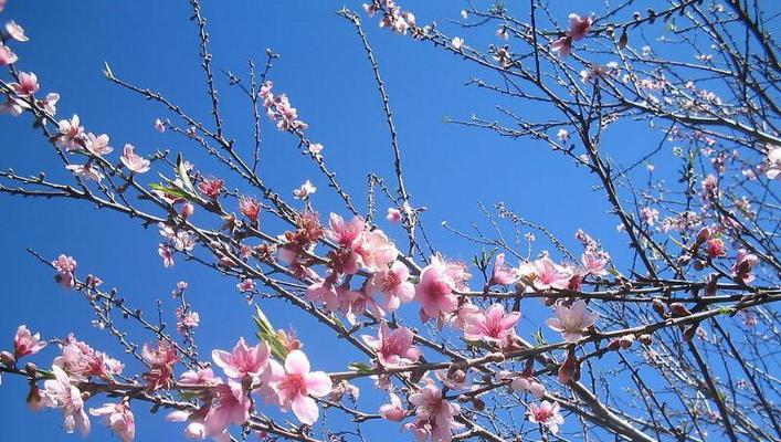桃花花语与代表意义（探寻桃花背后的意义）