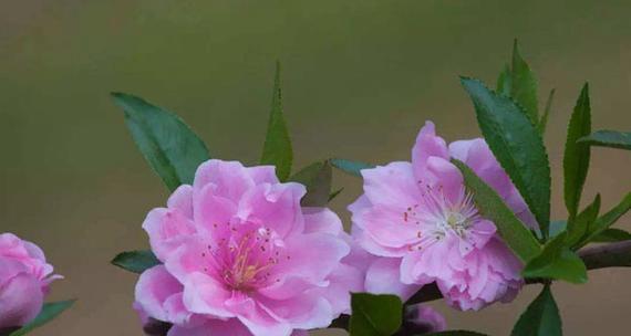 桃花花语与代表意义（探寻桃花背后的意义）