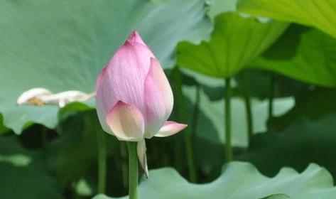 十二生肖中以桃花为代表的生肖（揭秘桃花生肖的神秘魅力）