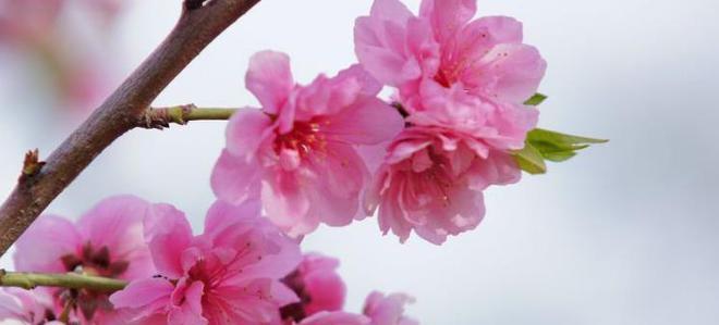 十二生肖中以桃花为代表的生肖（揭秘桃花生肖的神秘魅力）