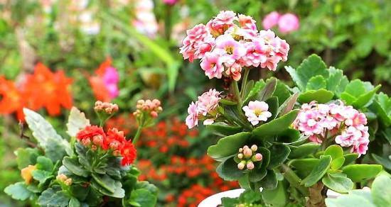 长寿花有毒吗（长寿花的毒性）