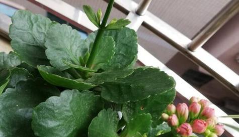 长寿花换土换盆全攻略（时间）