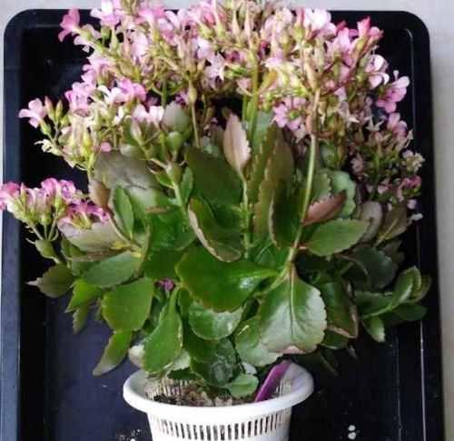 长寿花不开花的原因及处理方法（揭秘长寿花不开花的5大原因）