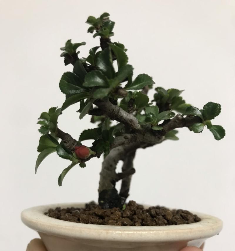 长寿梅不开花可能的原因（园艺爱好者必读）