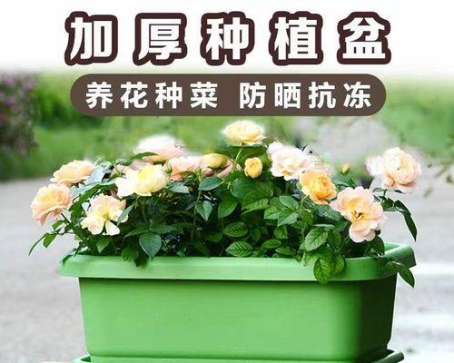 长形花盆适合哪些花（挑选花盆的技巧和注意事项）