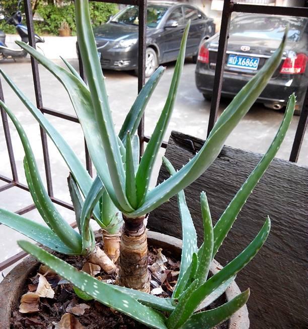 芦荟品种介绍（探究丰富多彩的芦荟世界）