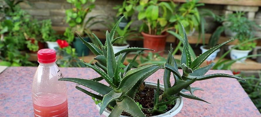 芦荟品种介绍（探究丰富多彩的芦荟世界）