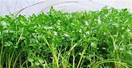 露地芹菜种植全攻略（合适的种植时间）