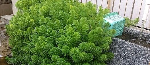 露天水池适合养什么花？——打造自己的花园天堂