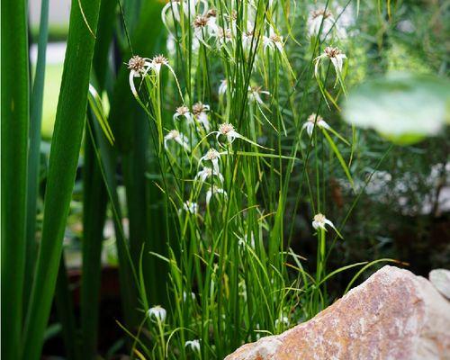 露天水池适合养什么花？——打造自己的花园天堂