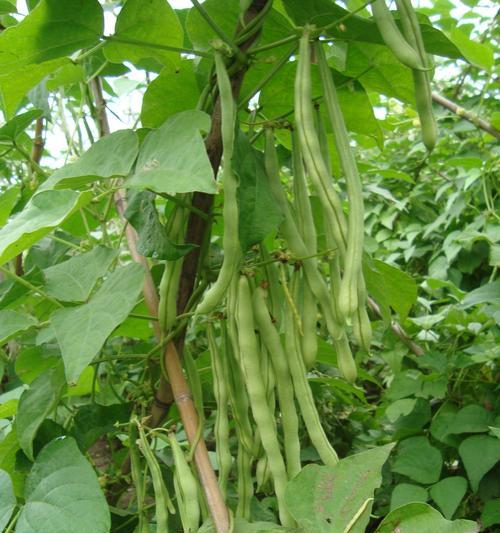 种植露天芸豆的最佳时间（选择适宜的气温和土壤湿度）