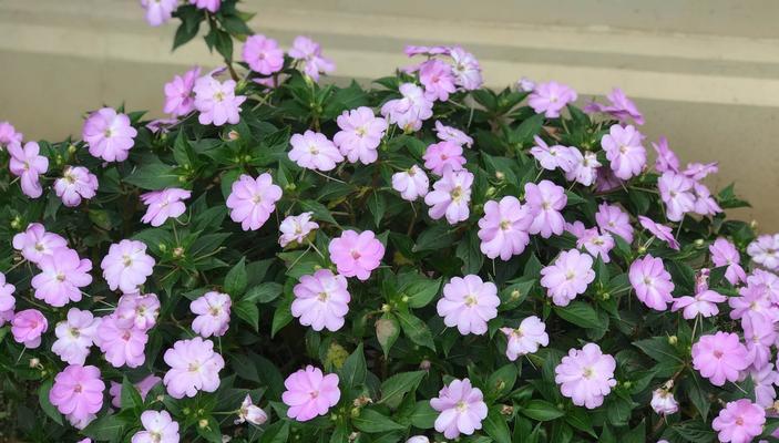 从花园到城市——探讨路边花坛植物的种类及特点（从花园到城市——探讨路边花坛植物的种类及特点）