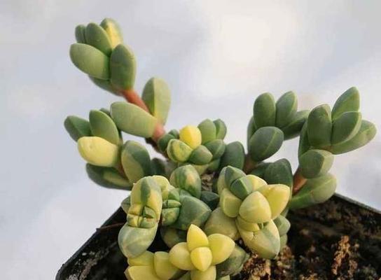 鹿角海棠的养护与喜阳喜阴的关系（解读鹿角海棠的养护知识）