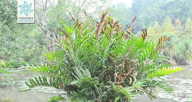 陆地植物的生态奇观（探寻地球绿色力量的秘密）
