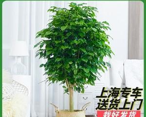 如何科学施肥，让绿宝更加茂盛（绿宝肥料选择和施肥方法）