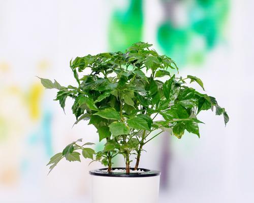 绿宝修剪大全（让你的绿宝更健康更美丽）