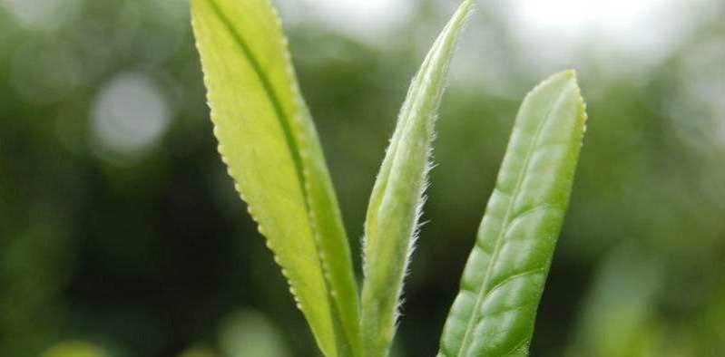 探寻绿茶产地之谜（从茶文化到历史沿革）