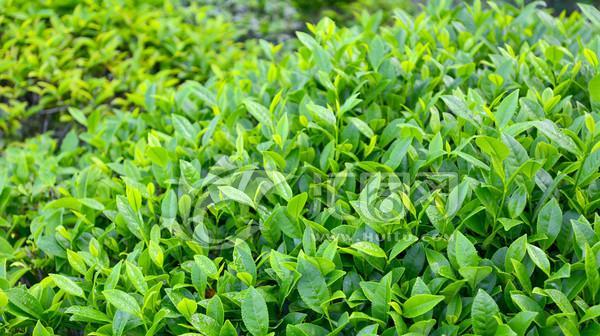 探寻绿茶产地之谜（从茶文化到历史沿革）