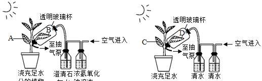 绿地球怎么浇水（科学浇水）