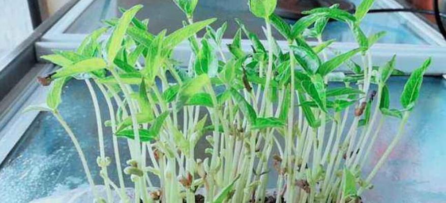 绿豆的生长环境与条件（探究绿豆生长的适宜条件与地方）