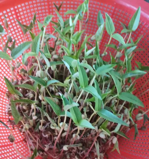 绿豆浇水时间如何掌握（春夏秋冬多少天浇一次水最合适）