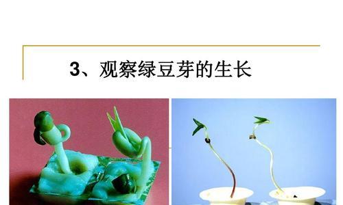 绿豆收获时间详解（了解绿豆生长周期和最佳收获时间）