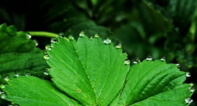 水梅喜欢阳光的原因（揭秘水梅喜欢阳光的15个原因）