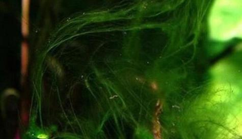 水棉——一种独特的植物类别（了解水棉的特点和用途）